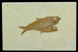 Two Fossil Fish (Knightia) - Green River Formation, Wyoming #122765-1